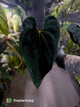 Anthurium #BlackBasilisk '3' • select holdback prop