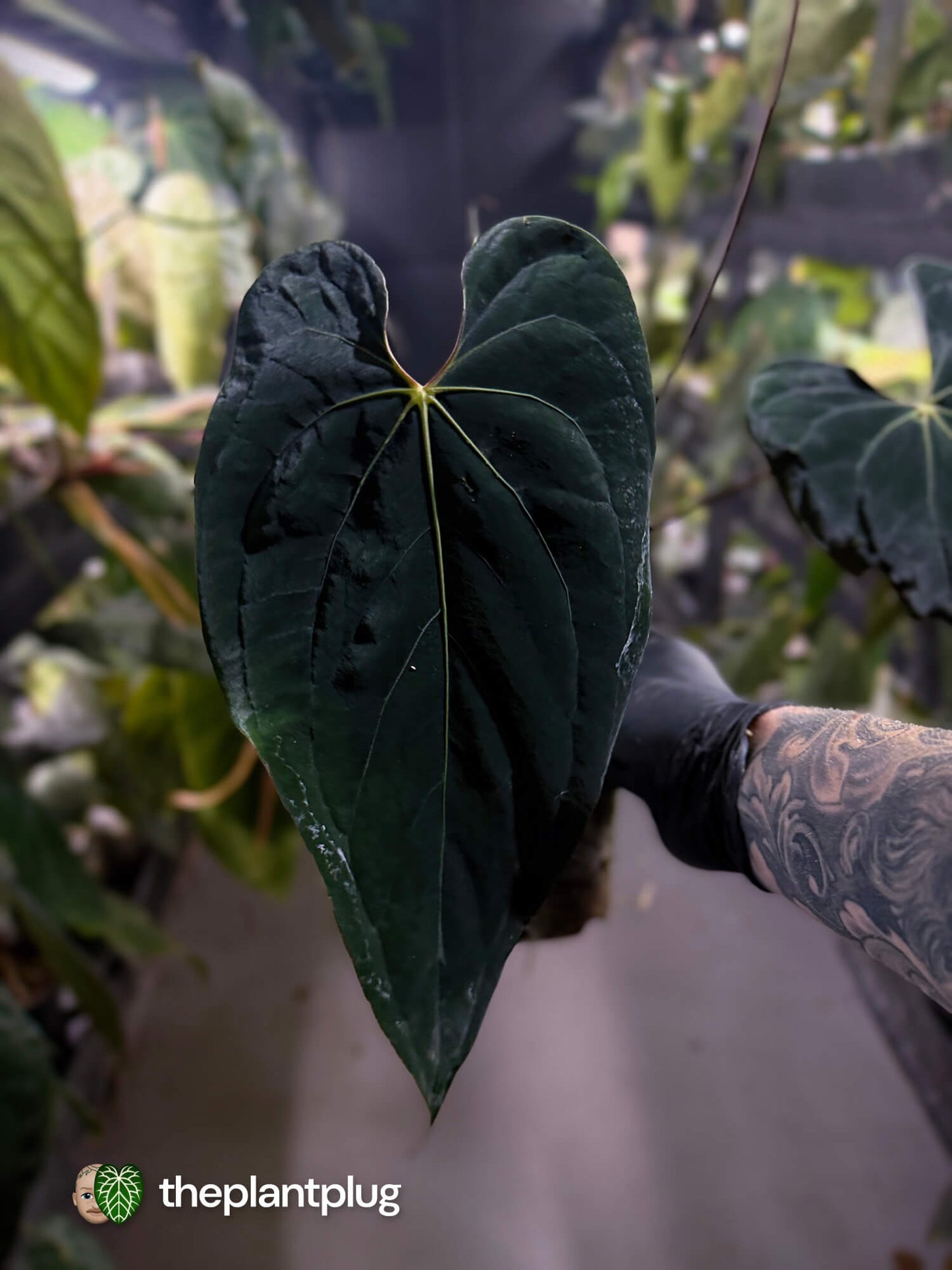 Anthurium #BlackBasilisk '3' • select holdback prop