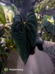 Anthurium #BlackBasilisk '3' • select holdback prop