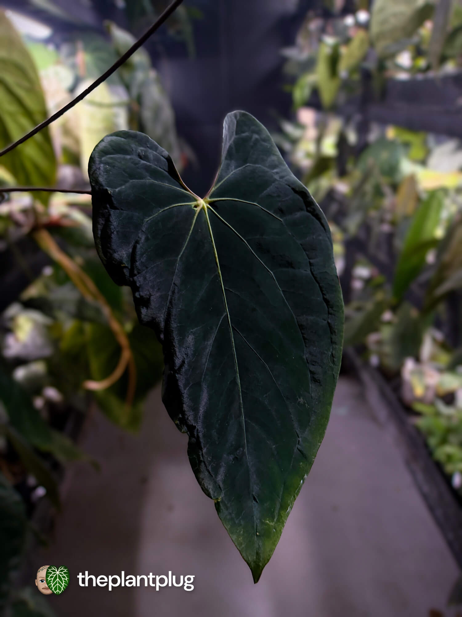 Anthurium #BlackBasilisk '3' • select holdback prop