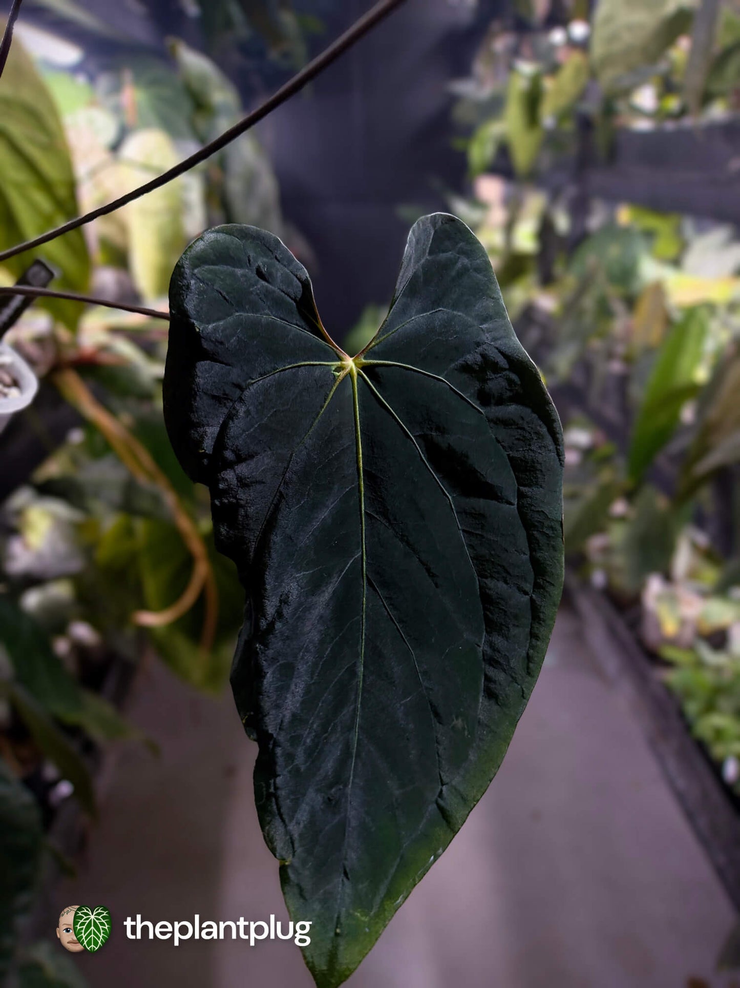 Anthurium #BlackBasilisk '3' • select holdback prop