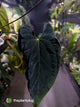 Anthurium #BlackBasilisk '3' • select holdback prop