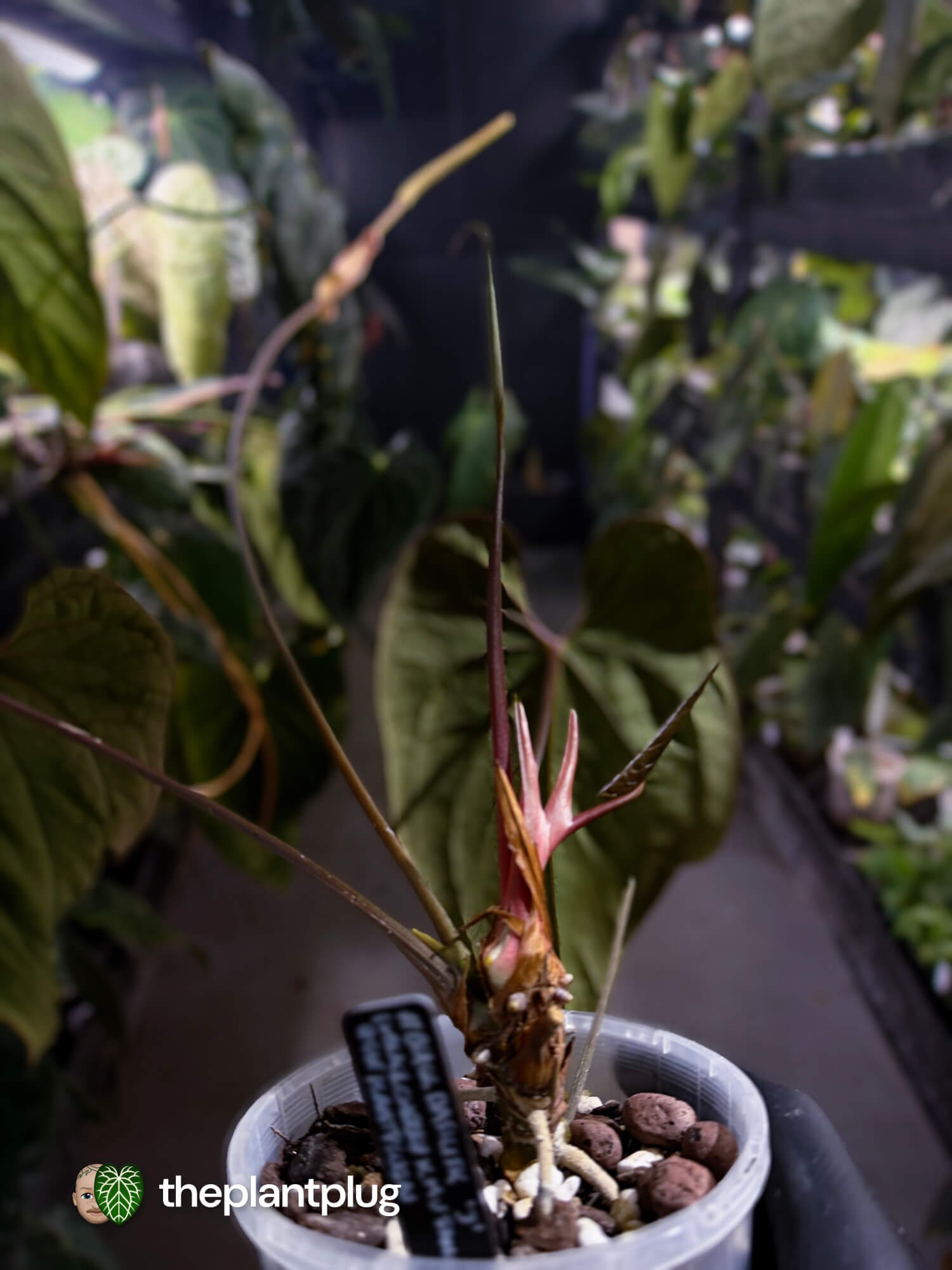 Anthurium #BlackBasilisk '3' • select holdback prop