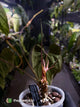 Anthurium #BlackBasilisk '3' • select holdback prop