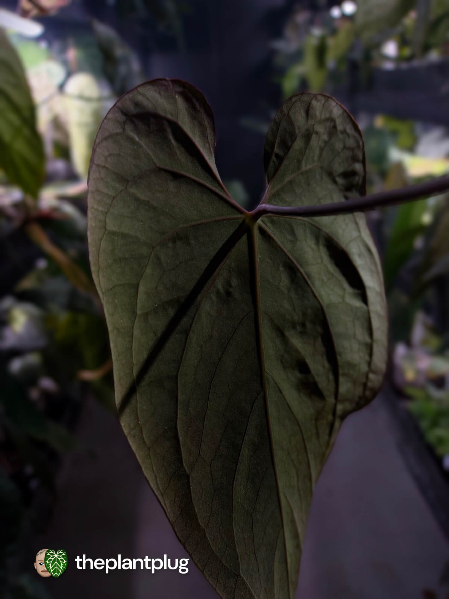 Anthurium #BlackBasilisk '3' • select holdback prop