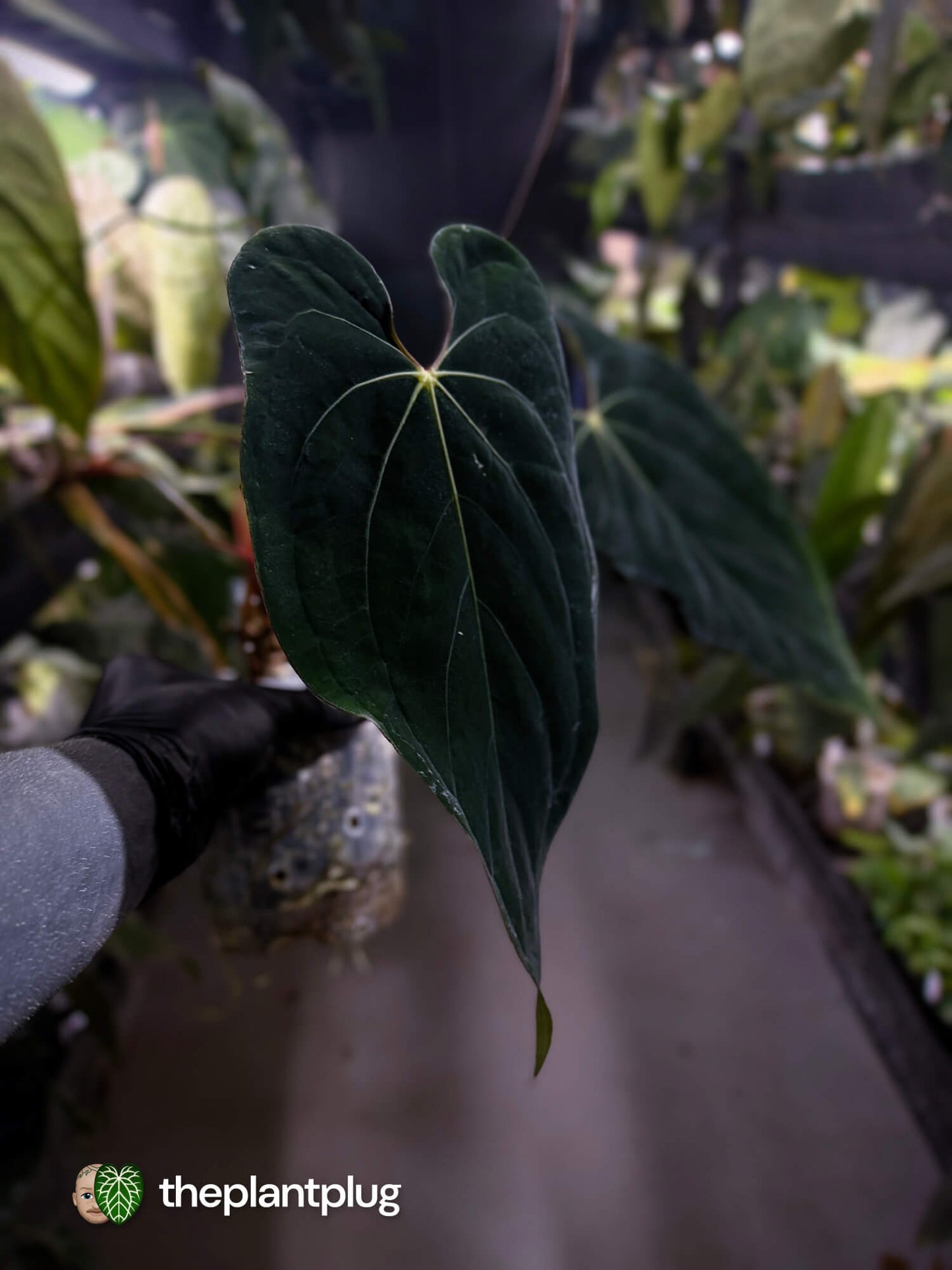 Anthurium #BlackBasilisk '3' • select holdback prop