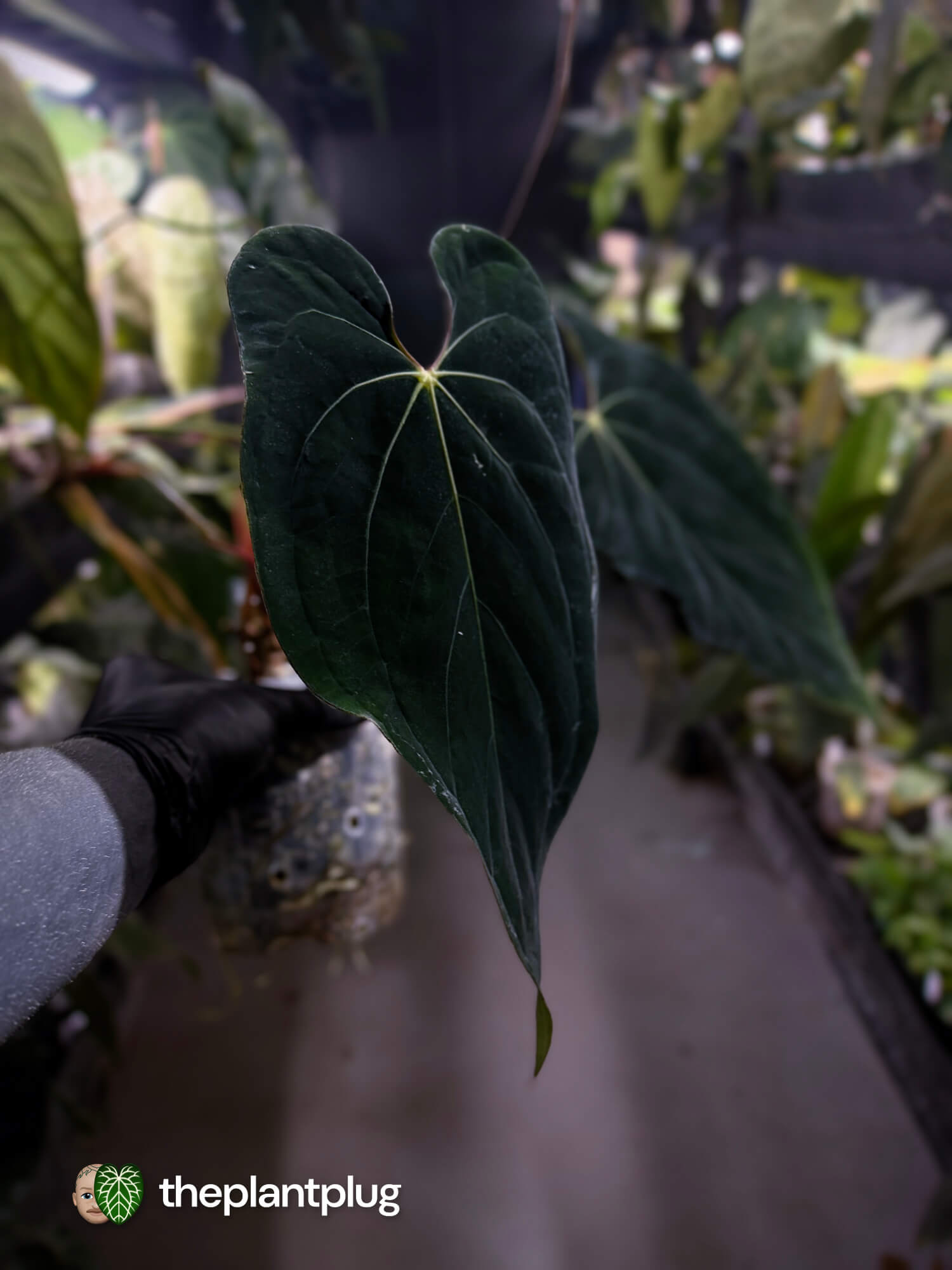 Anthurium #BlackBasilisk '3' • select holdback prop