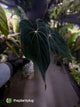Anthurium #BlackBasilisk '3' • select holdback prop