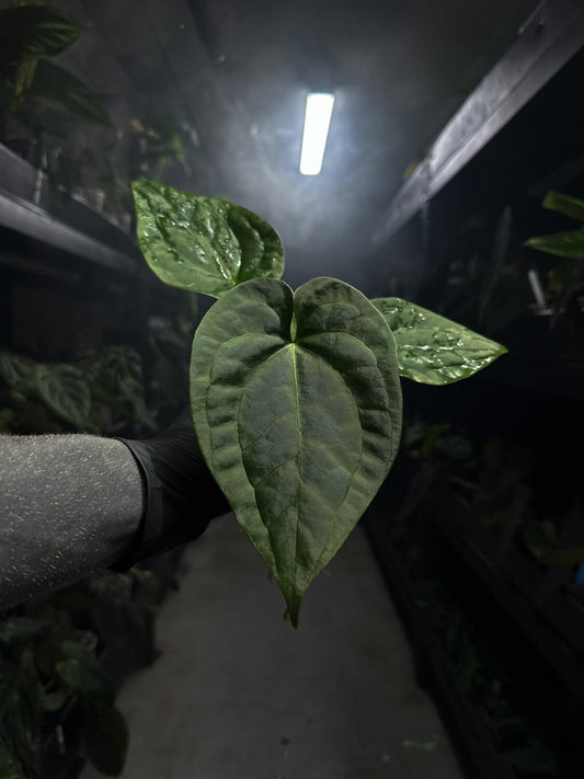 Anthurium #malibu - (blackx x hoffx) x luxurians