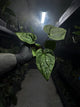 Anthurium #malibu - (blackx x hoffx) x luxurians