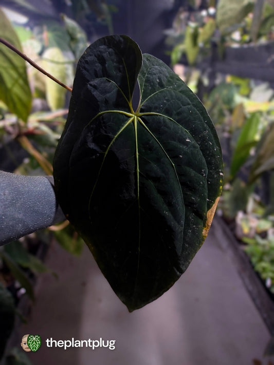 Anthurium #Plug001 • select