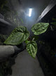 Anthurium #malibu - (blackx x hoffx) x luxurians