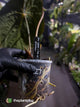 Anthurium #Plug001 • select