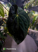 Anthurium #Plug001 • select