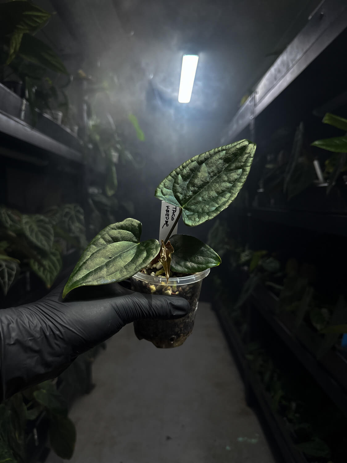 anthurium #tacotuesdays ((papx) x pap x dress)) x luxurians