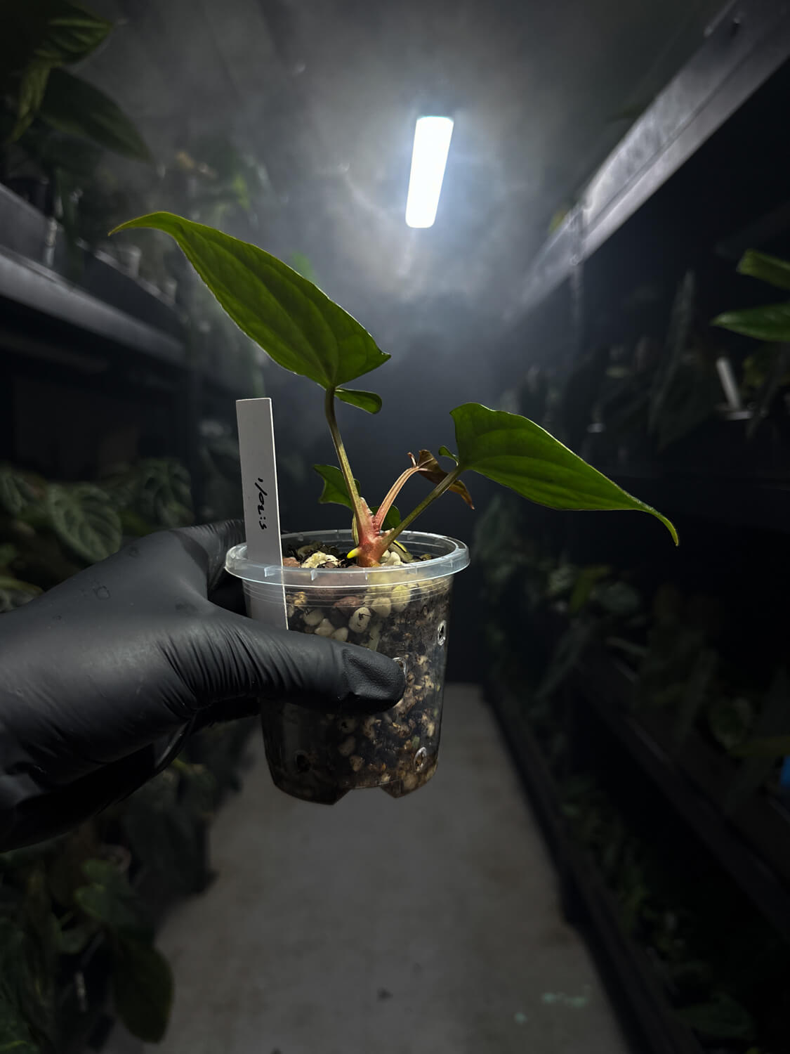 anthurium #tacotuesdays ((papx) x pap x dress)) x luxurians