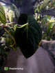 Anthurium #Plug001 • select