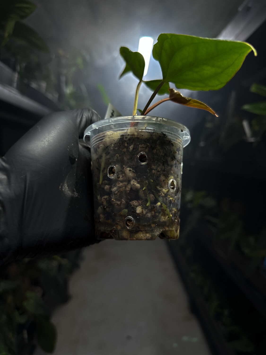 anthurium #tacotuesdays ((papx) x pap x dress)) x luxurians