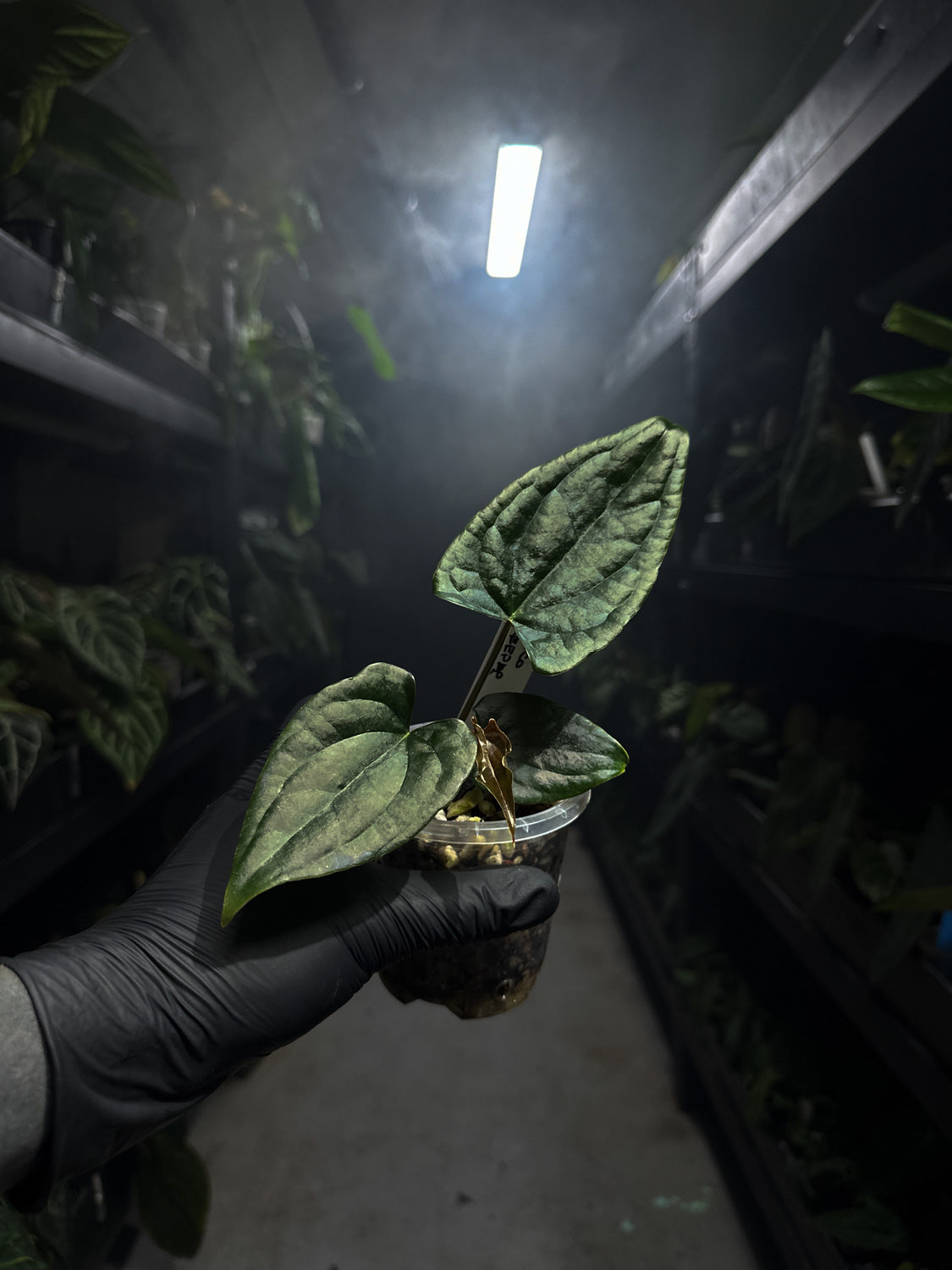 anthurium #tacotuesdays ((papx) x pap x dress)) x luxurians