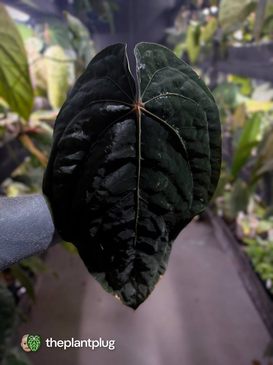 Anthurium papillilaminum 'Red Abaxial' x dressleri • select holdback