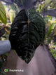 Anthurium papillilaminum 'Red Abaxial' x dressleri • select holdback