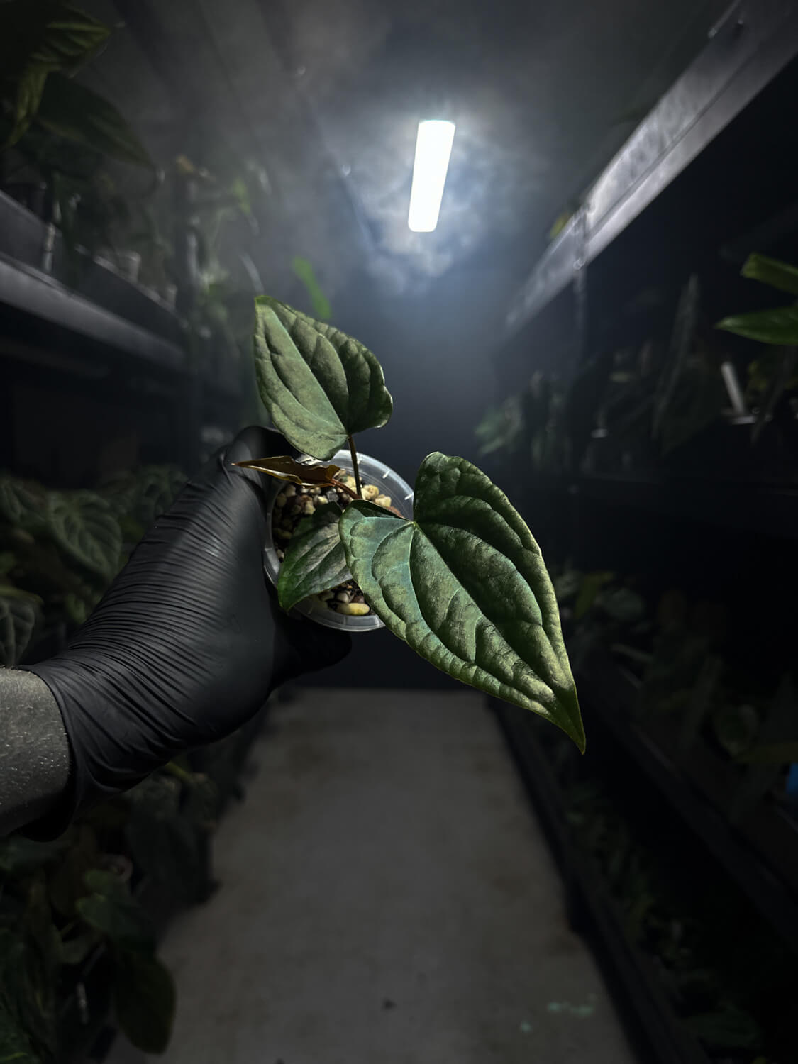 anthurium #tacotuesdays ((papx) x pap x dress)) x luxurians