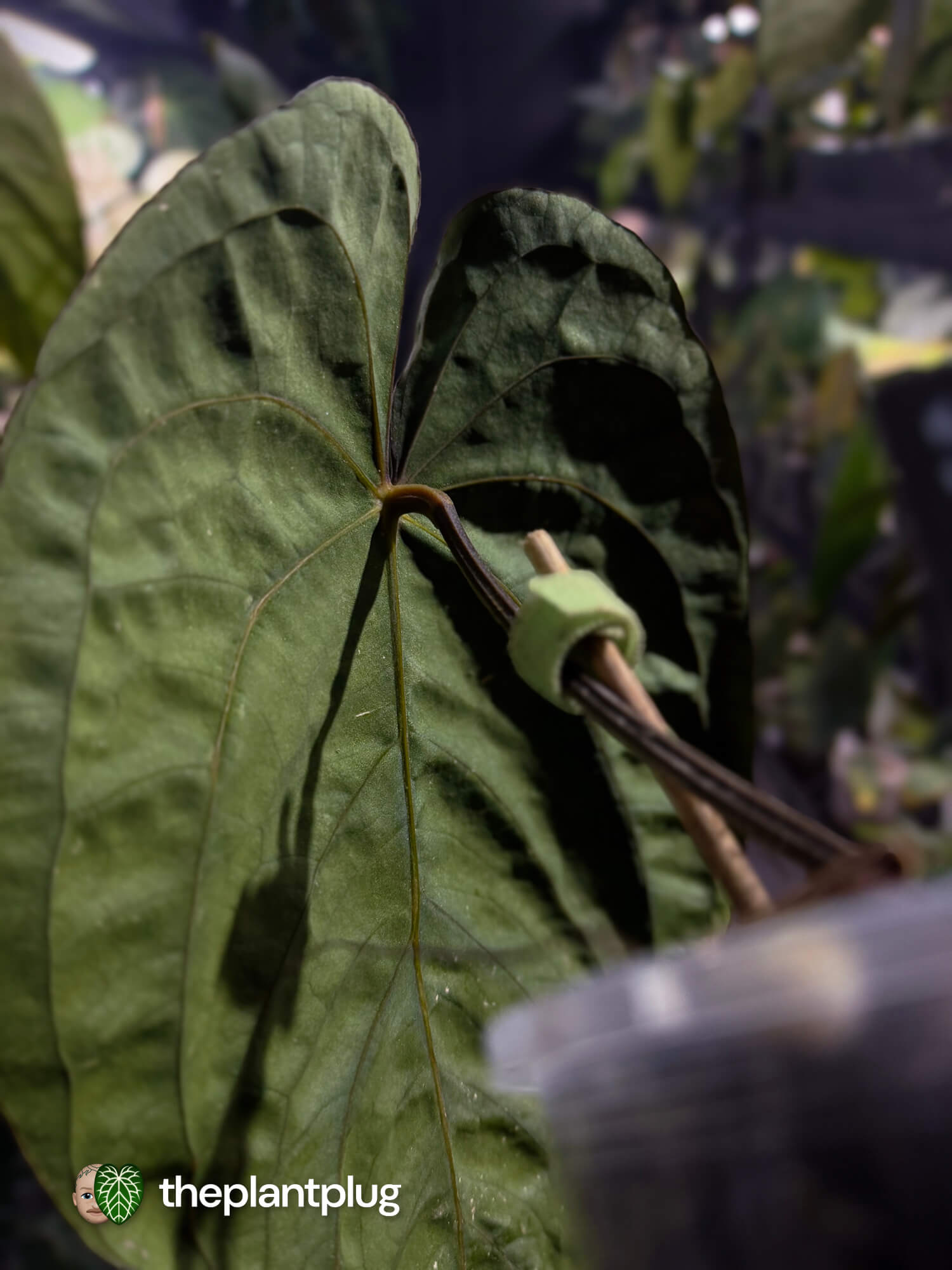Anthurium papillilaminum 'Red Abaxial' x dressleri • select holdback