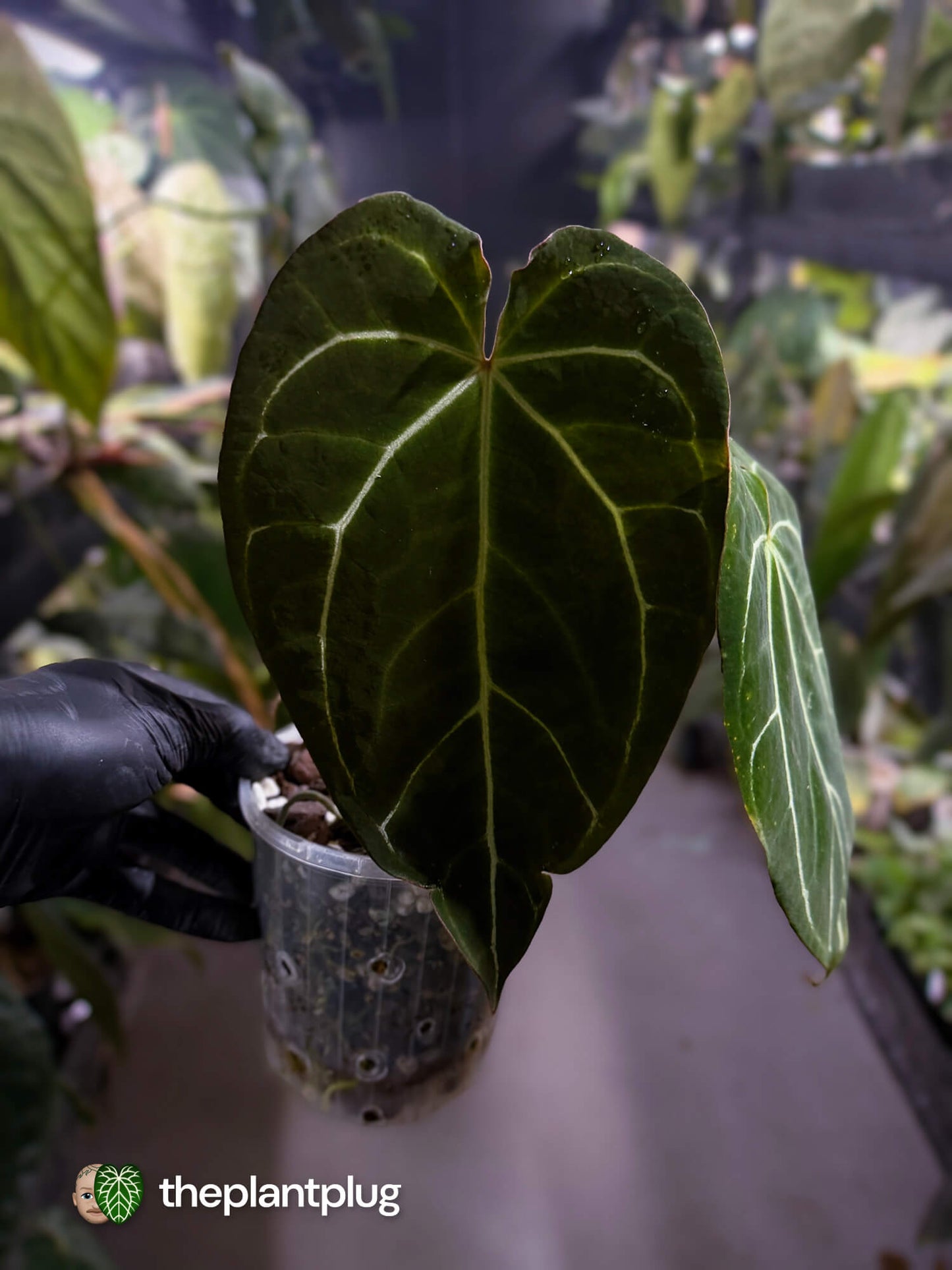Anthurium crystallinum 'Rune' x self • select