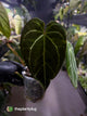 Anthurium crystallinum 'Rune' x self • select