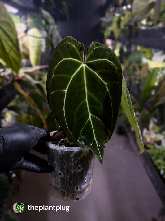 Anthurium crystallinum 'Rune' x self • select