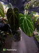 Anthurium crystallinum 'Rune' x self • select