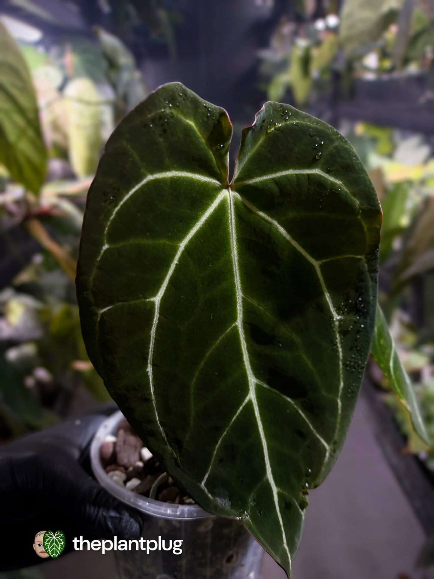 Anthurium crystallinum 'Rune' x self • select