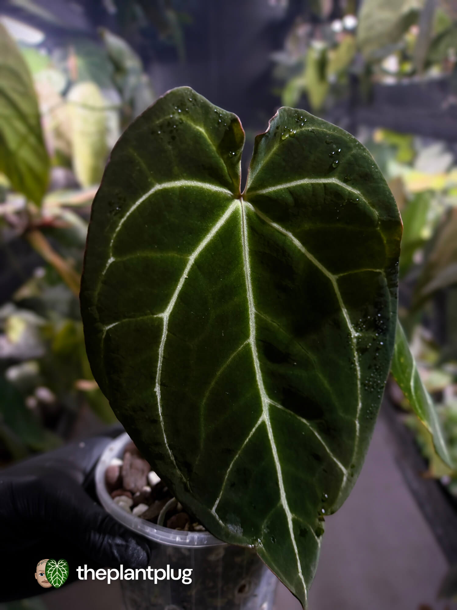 Anthurium crystallinum 'Rune' x self • select