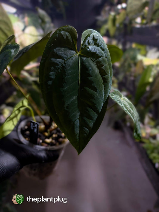Anthurium papillilaminum 'RA6' x 'RVDP'