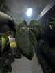 Anthurium ((pap x dress) x waddle noid)) x red abaxial pap