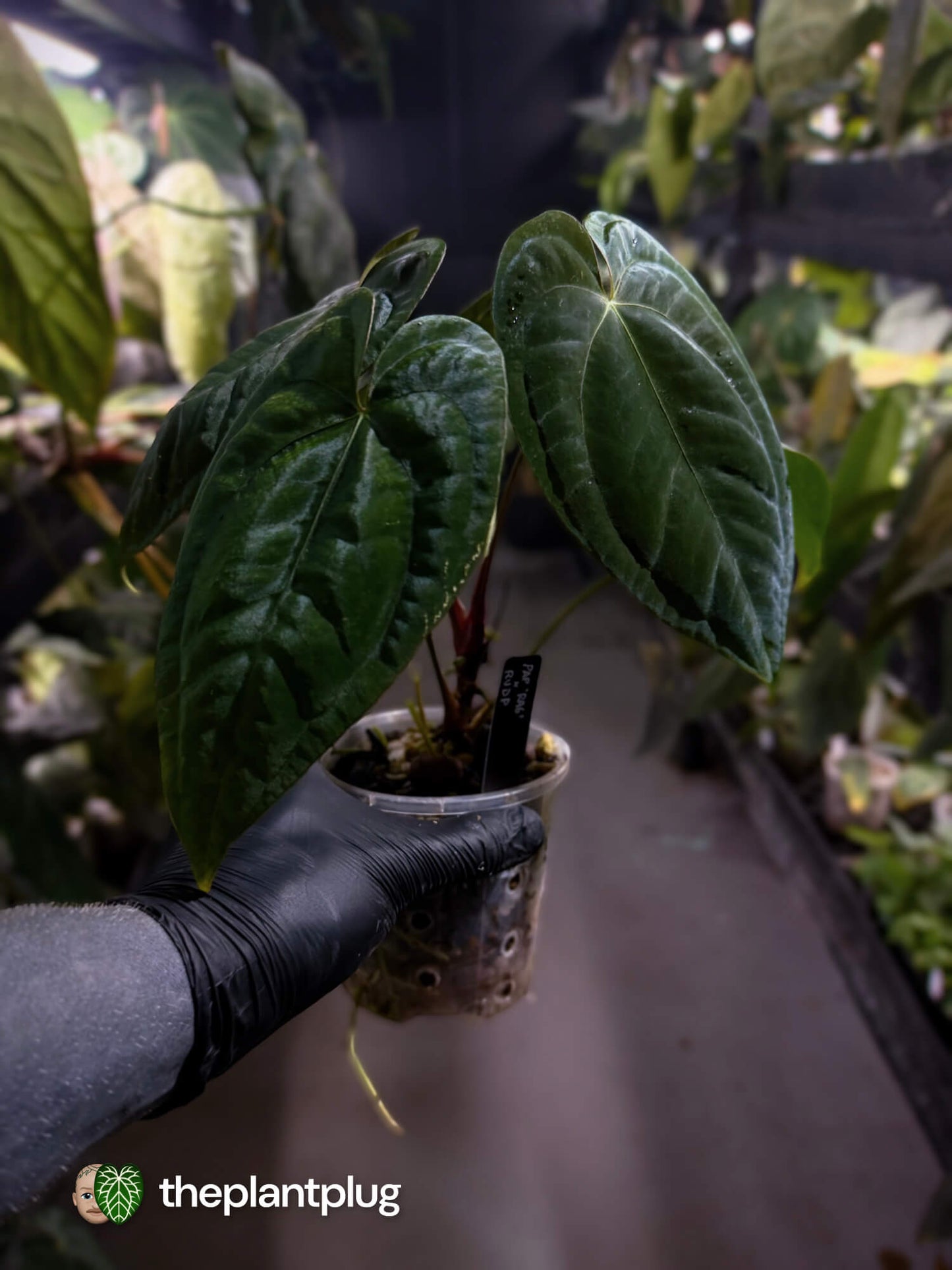 Anthurium papillilaminum 'RA6' x 'RVDP'