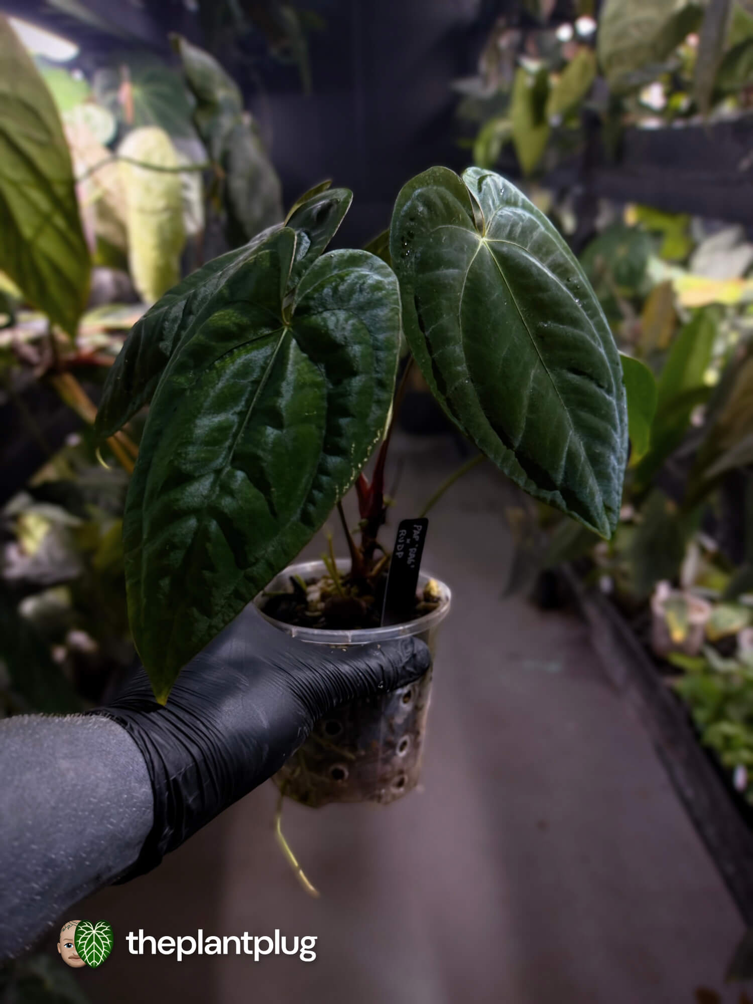 Anthurium papillilaminum 'RA6' x 'RVDP'