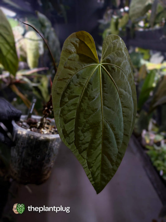 Anthurium #Beelzebub '3' • select holdback 👹
