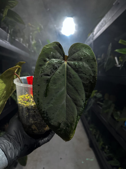 Anthurium ((pap x dress) x waddle noid)) x red abaxial pap