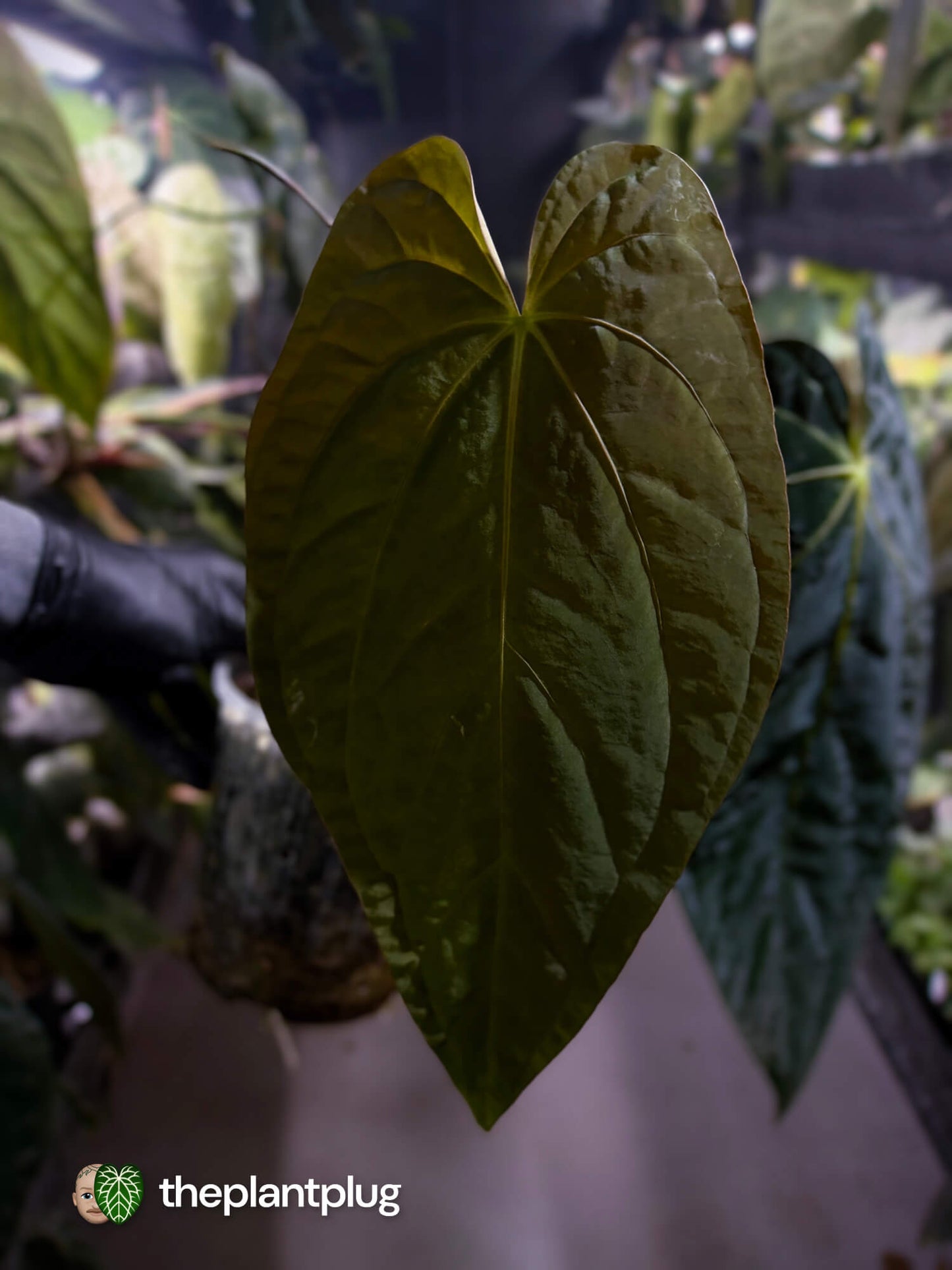 Anthurium #Beelzebub '3' • select holdback 👹