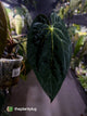 Anthurium #Beelzebub '3' • select holdback 👹