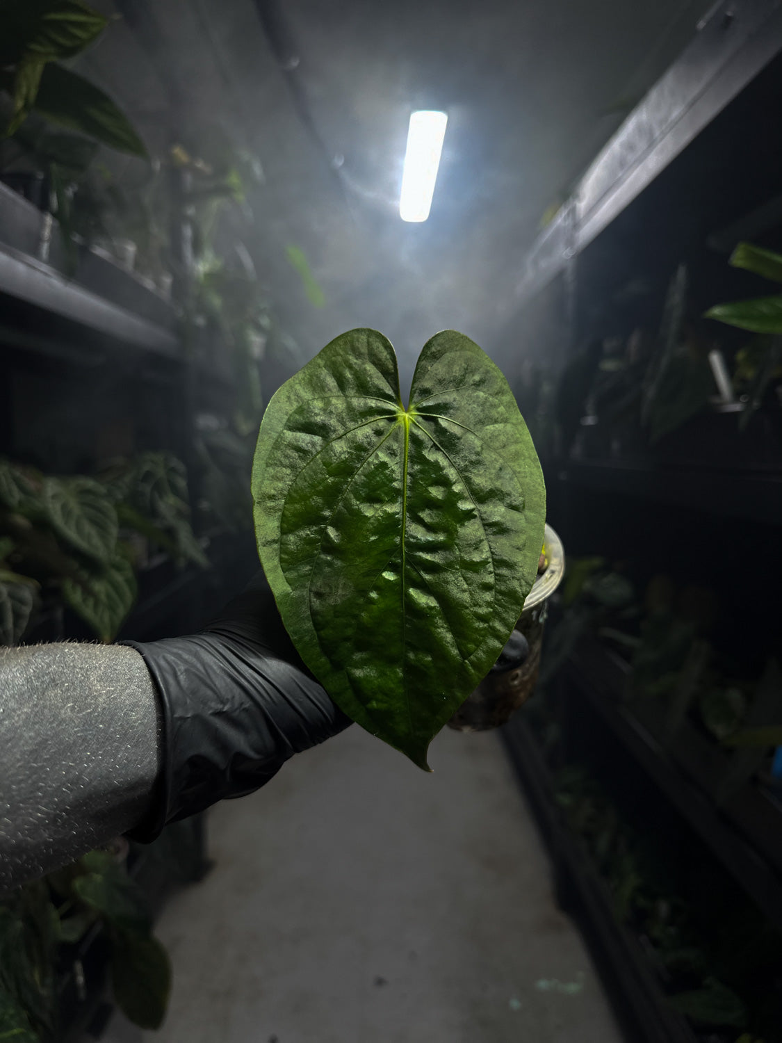 Anthurium 'Neva Guat'