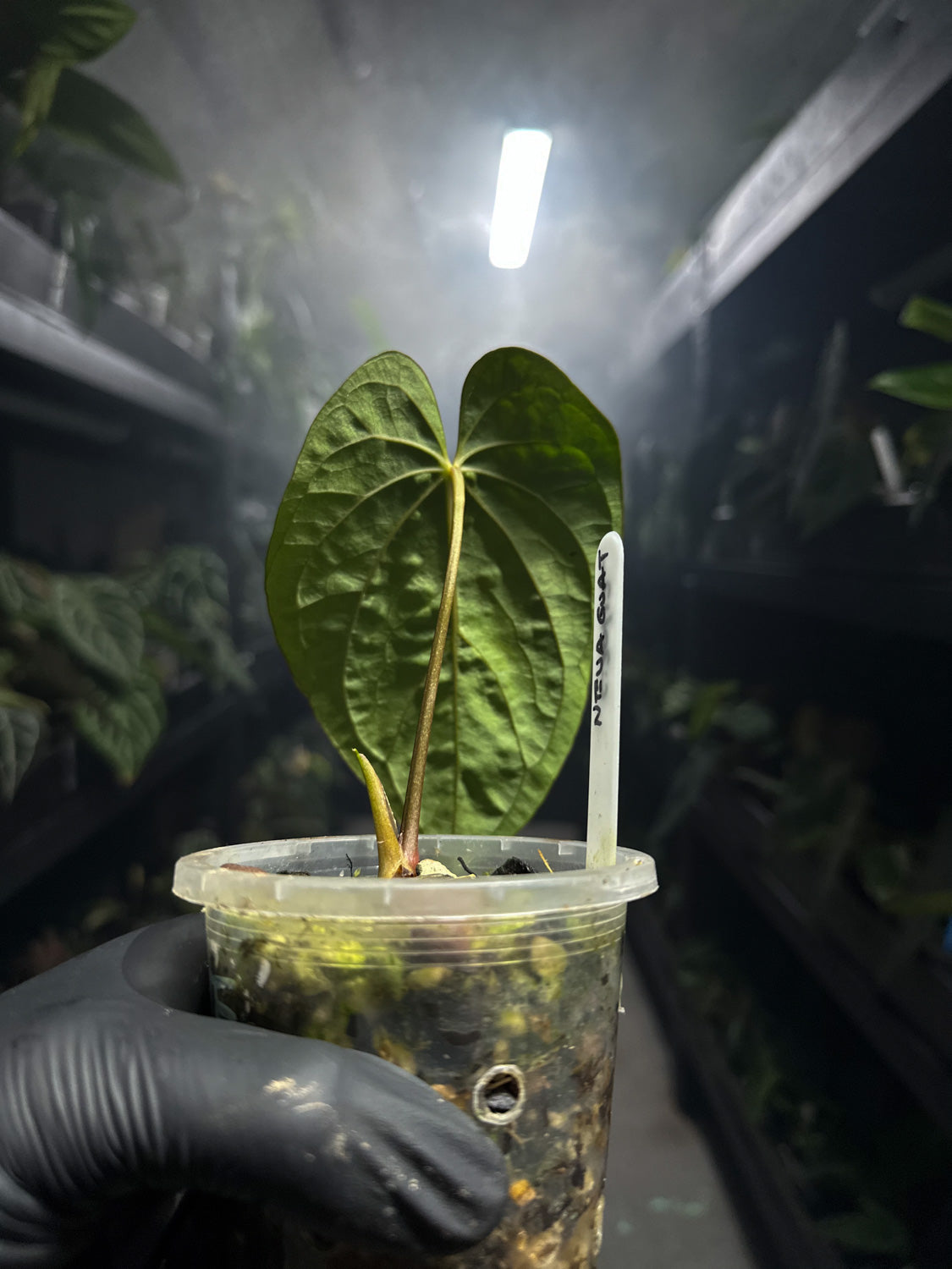 Anthurium 'Neva Guat'