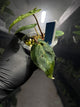 Anthurium 'magenta' x kunayalanse RA7 **SELECT** #MK3
