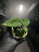 Anthurium 'magenta' x kunayalanse RA7 #MK5
