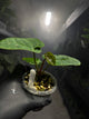 Anthurium 'magenta' x kunayalanse RA7 #MK6