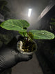 Anthurium 'magenta' x kunayalanse RA7 #MK6