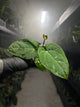 Anthurium 'magenta' x kunayalanse RA7 #MK6
