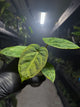 Anthurium 'magenta' x kunayalanse RA7 #MK7