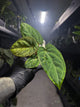 Anthurium 'magenta' x kunayalanse RA7 #MK7